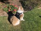 Affordable Realtime Waterproof GPS GSM GPRS Tracker for Your Pet Dog Size:L